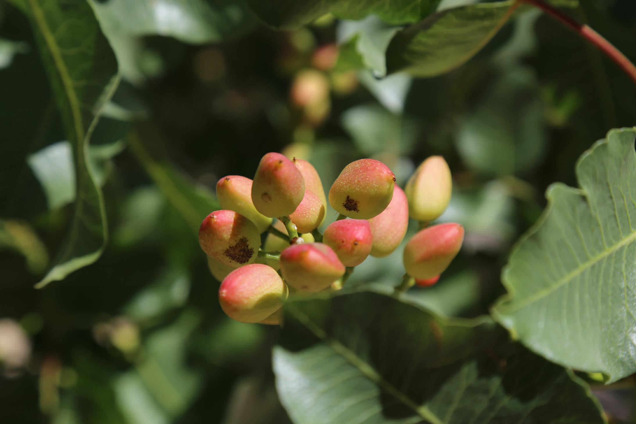 Fresh Pistachios